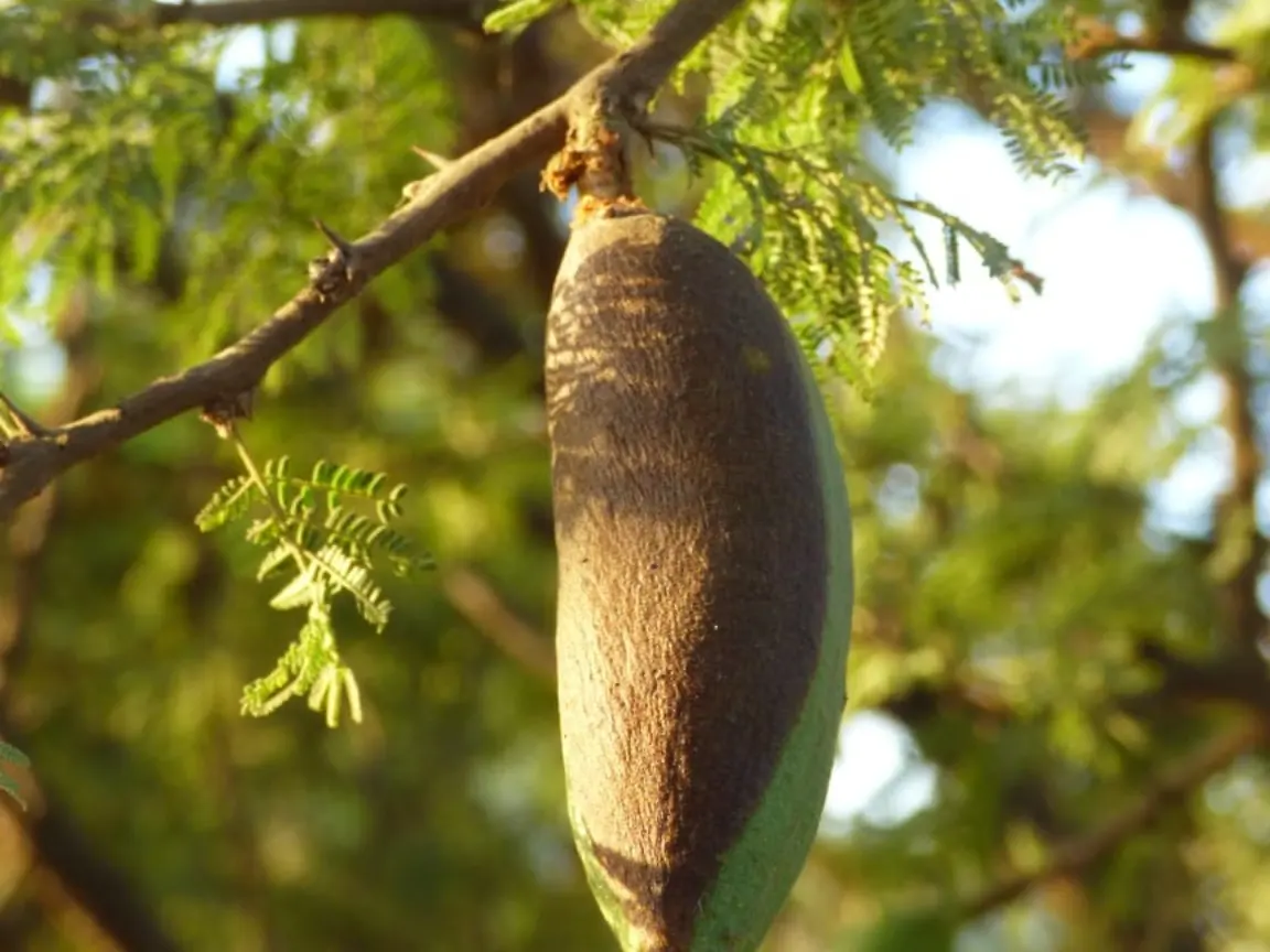 semilla de espinillo